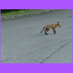 Fox Or Dingo - playing.jpg